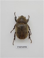 藏品(獨角仙)的圖片